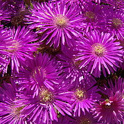 Flores del desierto en Fuerteventura