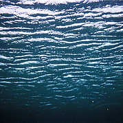 Mundo submarino en Fuerte